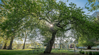 newton apple tree